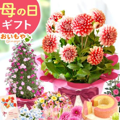 母の日 ギフト 2026 花 プレゼント 早割 花とスイーツ 鉢植え ダリア あじさい カーネーション以外 お菓子 スイーツ セット 50代 60代 70代