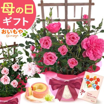 母の日 ギフト バラ 2026 花 プレゼント 鉢植え 早割 花とスイーツ カーネーション以外 花とお菓子 お菓子 スイーツ セット 50代 60代 70代