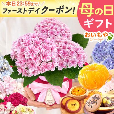 母の日 ギフト あじさい 花 2026 鉢植え プレゼント 花とスイーツ 花鉢 紫陽花 アジサイ 珍しい お菓子 カーネーション以外 60代 70代 80代 4号