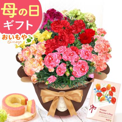 母の日 ギフト 花 プレゼント 早割 スイーツ 2026 カーネーション 鉢植え 母の日ギフト 花とスイーツ 豪華 特別 お菓子 7号 7色 60代 70代 80代