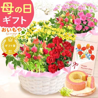 母の日 花 ギフト 鉢植え プレゼント スイーツ 早割 花とスイーツ 2026 花鉢 お菓子 寄せ植え メッセージ カーネーション セット 50代 60代 70代