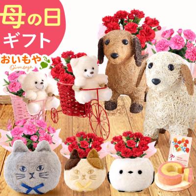 母の日 ギフト 2026 花 カーネーション プレゼント 早割 花とスイーツ スイーツ セット 鉢植え 犬 猫 動物 お菓子 猫好き 50代 60代 70代 80代