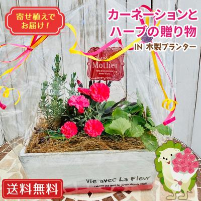 母の日 プレゼント カーネーション と ハーブ のおくりもの IN 木製プランター 寄せ植え 花 ギフト 母の日ギフト 2026 ハーブ 収穫 送料無料 土っ子倶楽部