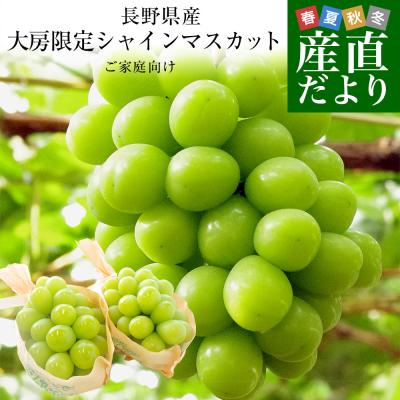 長野県産シャインマスカット  たっぷり1.1キロ以上（大房2房） 送料無料 ぶどう ブドウ 種なしぶどう 葡萄 ※クール便