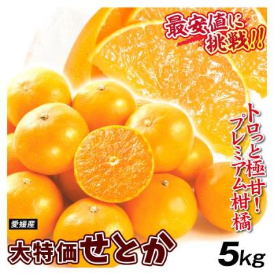 みかん 5kg せとか 愛媛産 大特価 訳あり ご家庭用 サイズ混合 柑橘の大トロ 送料無料 食品