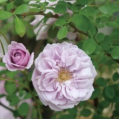 予約商品 お届け11月より ばら大苗 レイニーブルー Rainy Blue Cl 4 5号角鉢植苗 京成バラ園芸 バラ苗 ばら 薔薇 ローズ 107 Rose Ks Rainy Blue 渋谷園芸 植木鉢屋 通販 Yahoo ショッピング