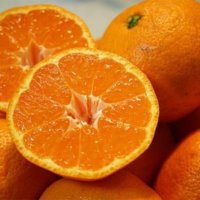 ふるさと納税 和歌山市 和歌山産 みかん 秀品　10kg