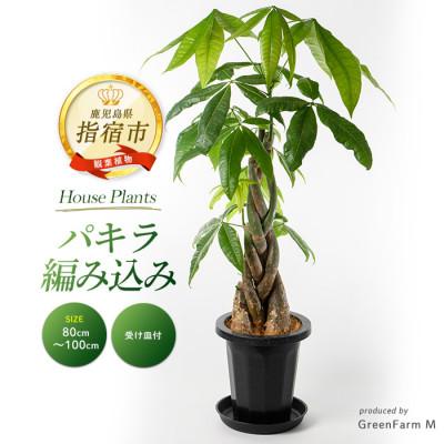 ふるさと納税 指宿市 【観葉植物】パキラ編み込み80cm〜100cm(018-1447)