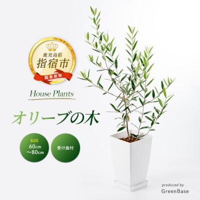 ふるさと納税 指宿市 【観葉植物】オリーブの木 60cm〜80cm(014-1385)