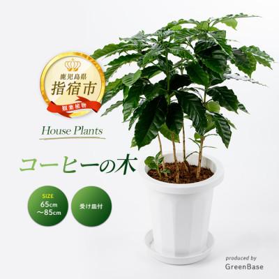 ふるさと納税 指宿市 【観葉植物】コーヒーの木65cm〜85cm(014-1400)