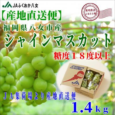 ふるさと納税 八女市 【シャインマスカット350g×4パック】JAふくおか八女より産地直送※9月より順次発送