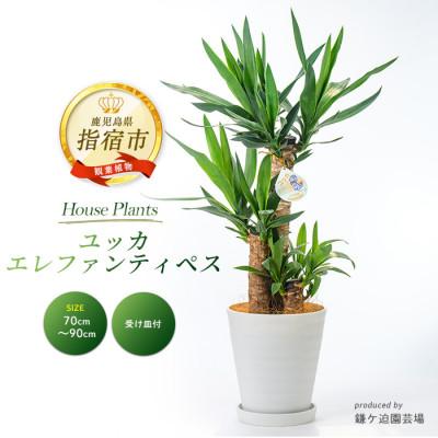 ふるさと納税 指宿市 【観葉植物】ユッカ・エレファンティペス70cm〜90cm(016-1490)