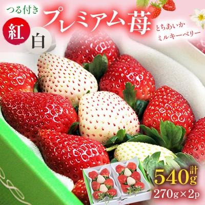 ふるさと納税 鹿沼市 つる付き紅白プレミアムいちご270g×2パック(2月中旬〜2月下旬発送)