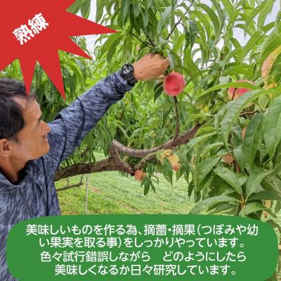 ふるさと納税 須賀川市 桃 【有我果樹園】 品種色々 2kg 6〜8玉 贈答用