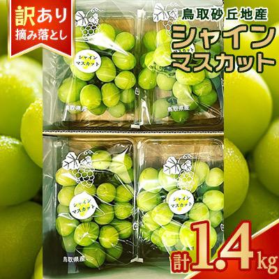 ふるさと納税 北栄町 シャインマスカット　訳あり　家庭用　鳥取砂丘地産　1.4kg(350g×4パック)