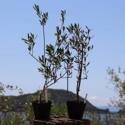 ふるさと納税 土庄町 【小豆島】小豆島オリーブ苗木(中)2本セット