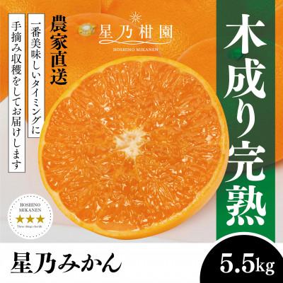 ふるさと納税 八幡浜市 【三つ星ブランド】星乃みかん(5.5kg)【C45-99】