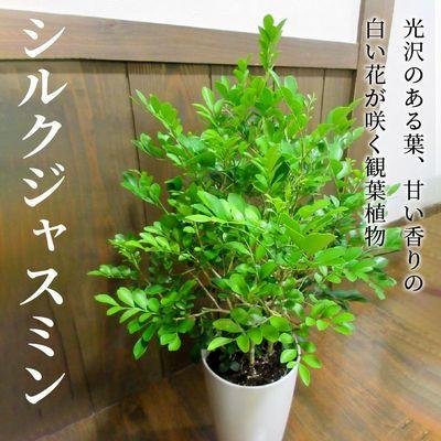 ふるさと納税 南九州市 【4月以降(九州地方から)発送】観葉植物 シルクジャスミン1鉢