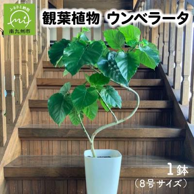 ふるさと納税 南九州市 【4月以降(九州地方から)発送】観葉植物 ウンベラータ8号サイズ1鉢