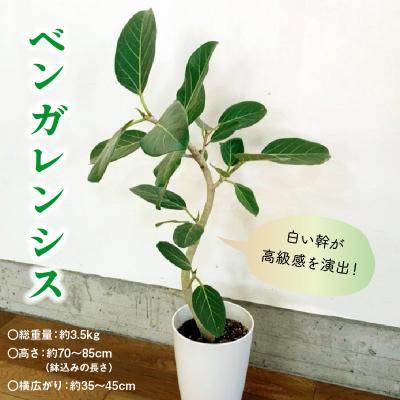 ふるさと納税 南九州市 【4月以降(九州地方から)発送】観葉植物 ベンガレンシス7号サイズ1鉢