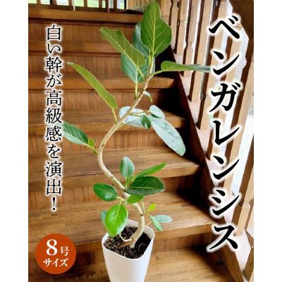 ふるさと納税 南九州市 【4月以降(九州地方から)発送】観葉植物 ベンガレンシス8号サイズ1鉢