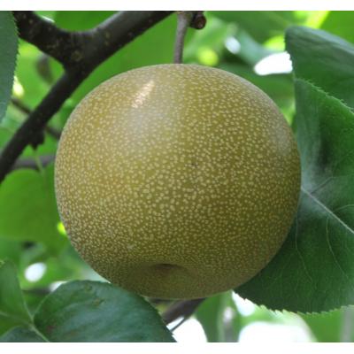 ふるさと納税 鳥取市 訳あり 秋栄梨 5kg【やぶやフルーツガーデン】