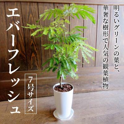 ふるさと納税 南九州市 【4月以降(九州地方から)発送】観葉植物 エバーフレッシュ7号サイズ1鉢