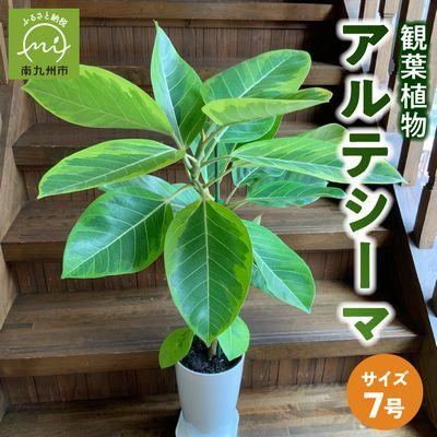 ふるさと納税 南九州市 【4月以降(九州地方から)発送】観葉植物 アルテシーマ1鉢
