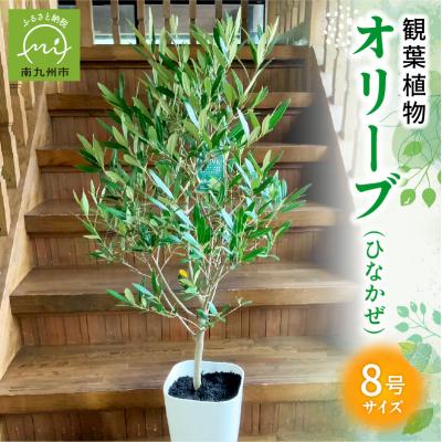 ふるさと納税 南九州市 【4月以降(九州地方から)発送】観葉植物 オリーブ(ひなかぜ)1鉢