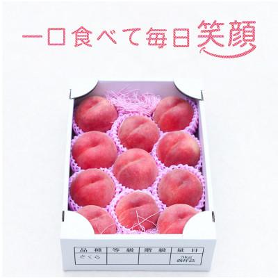 ふるさと納税 山形県 【令和8年発送】山形 もぎたて白桃 　3kg　ギフト箱入