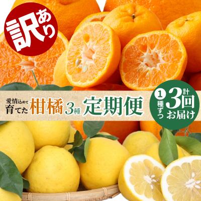 ふるさと納税 天草市 【訳あり 定期便3回】天草 下浦地区の農家が愛情込めて育てた柑橘3種〈先行受付〉_S040-014A