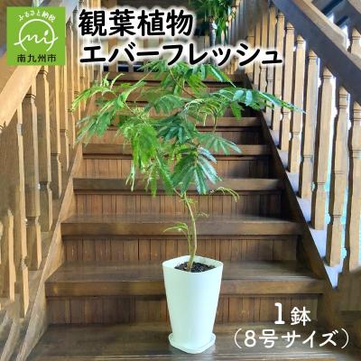 ふるさと納税 南九州市 【4月以降(九州地方から)発送】観葉植物 エバーフレッシュ8号サイズ1鉢