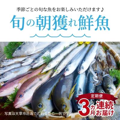 ふるさと納税 天草市 【指定日必須】【定期便3回】旬の朝獲れ鮮魚を3ケ月連続お届け♪_S059-T01A