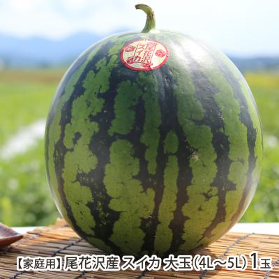 【家庭用】山形県 尾花沢産 スイカ 大玉（4L〜5L）1玉入り（1玉あたり約9〜10kg）/株式会社アグリカルチャー市蔵/送料無料