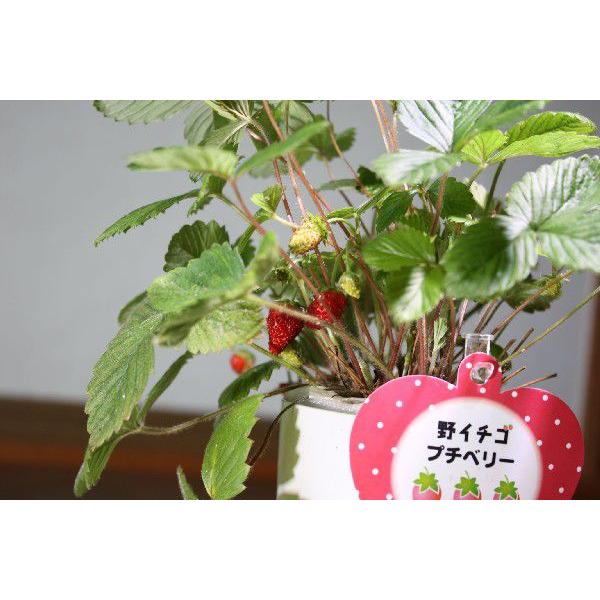 5w 白 赤 観賞用植物育成ledライト E17 小型スポットライト 水耕栽培 室内栽培 一般照明 植物育成用660nmled使用 白 赤led E17口金 Buyee Buyee Japanese Proxy Service Buy From Japan Bot Online