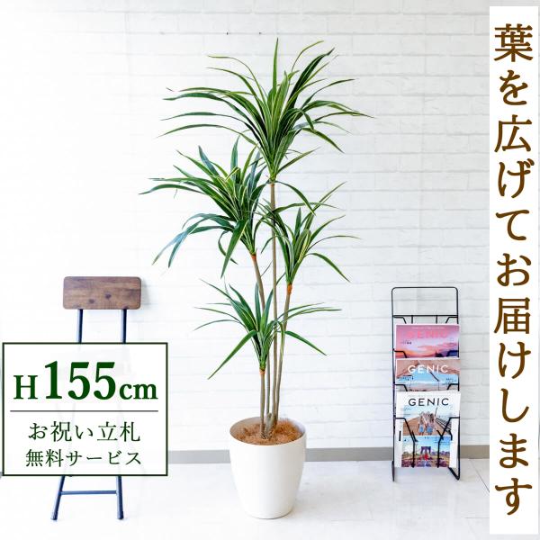 光触媒　人工観葉植物　ウォールグリーン　フェイクグリーン　フラワー　ユッカ160 光触媒 人工観葉植物 ウォールグリーン フェイクグリーン