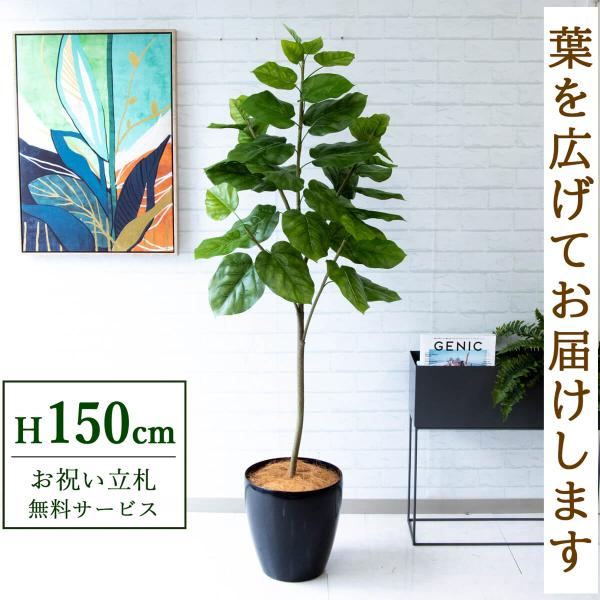 フェイクグリーン ウンベラータ H約150cm 鉢付き / 観葉植物 フェイク