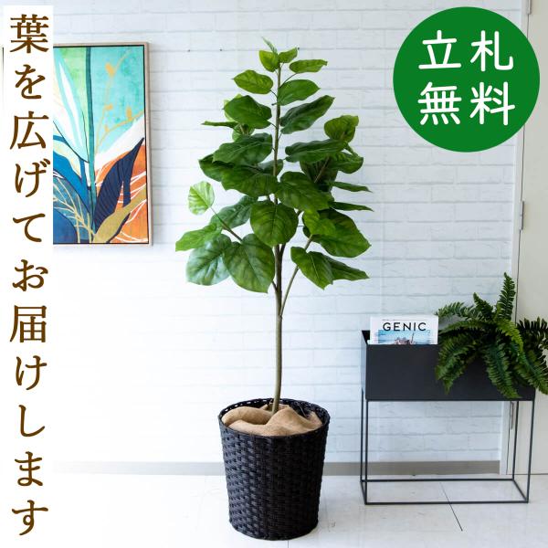 人工観葉植物 約150cm 白い鉢付き 0101pp-shop_pg096-mel38db