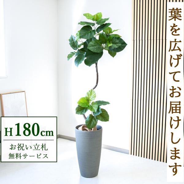 <引き取り限定> ウンベラータ　外鉢付き　180cm 引き取り限定> ウンベラータ 外鉢付き 180cm フィカス・ウンベラータ