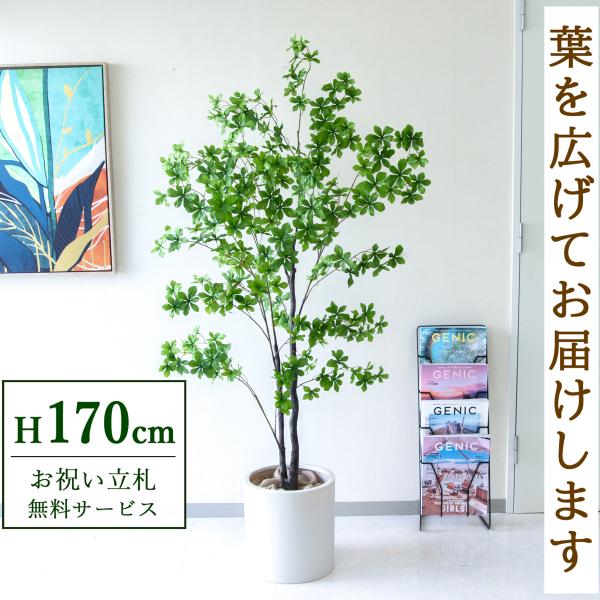 観葉植物 160 みんな探してる人気モノ 観葉植物 160
