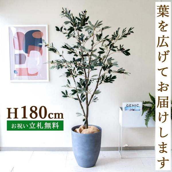 フェイクグリーン オリーブ H約180cm 鉢付き / 観葉植物