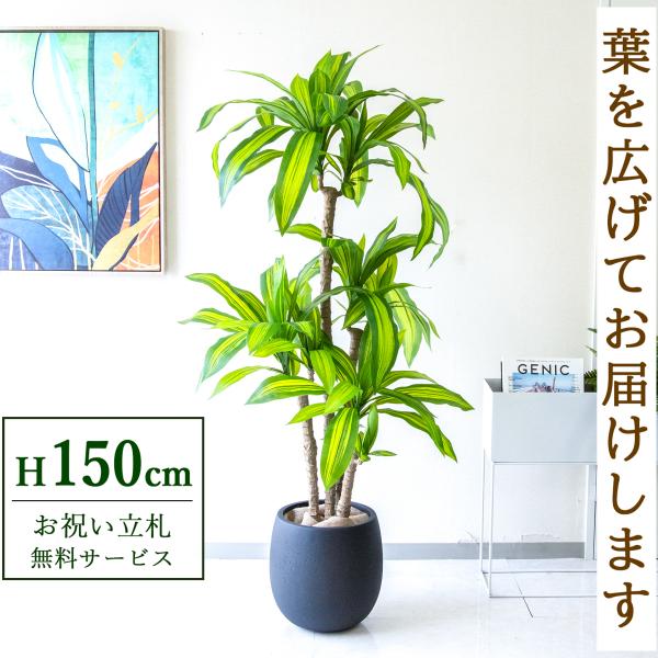 フェイクグリーン マッサン(幸福の木) H約150cm 鉢付き / 観葉植物
