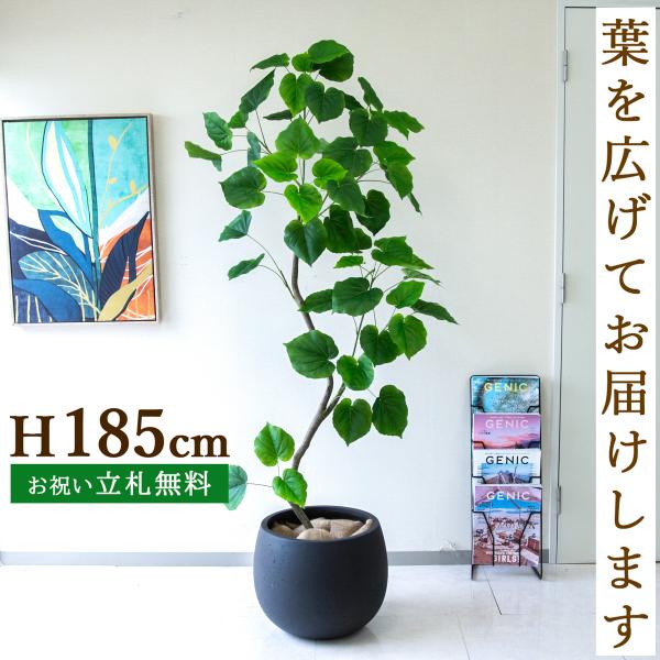 フェイクグリーン ウンベラータ H約185cm 鉢付き / 観葉植物