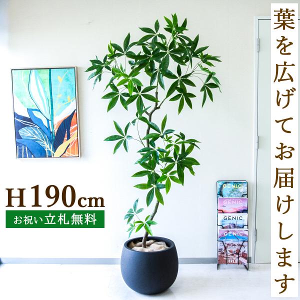 パキラ 観葉植物 緑の葉 白い鉢　福岡引き渡し限定 発財樹『 パキラ 』 money tree 糸島市 / cocoha 観葉植物