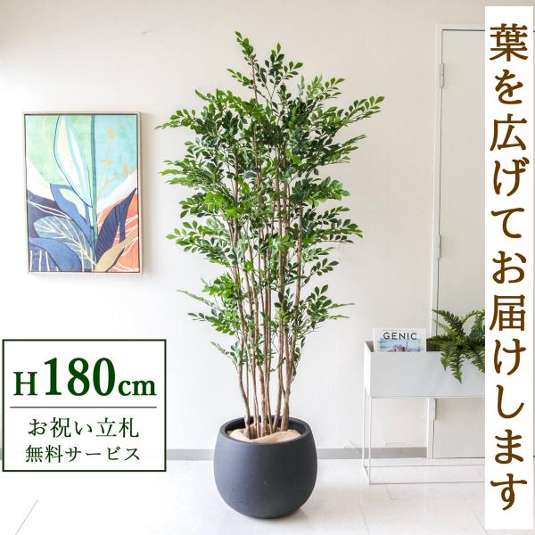 フェイクグリーン トネリコ H約180cm 鉢付き / 観葉植物