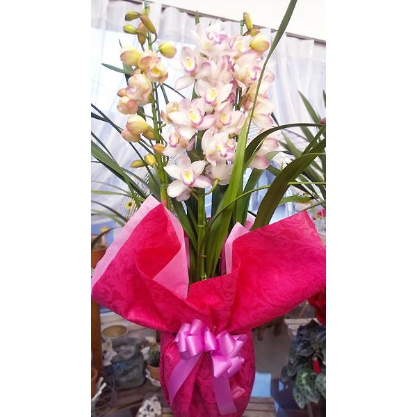 送料無料 誕生日 プレゼント 記念日 正月飾り 鉢花 蘭 シンビジウム プリンセスまさこ 3本立 12 31着まで Masako19 フラワーハウスやまもと 通販 Yahoo ショッピング