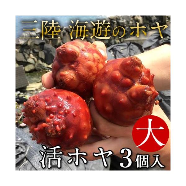 トップ100ホヤ の 子供 かわいい子供たちの画像