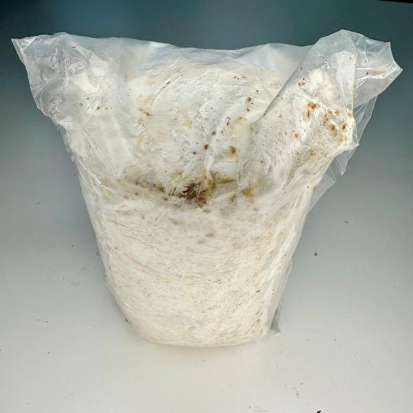 ニクウスバ産卵棒★直径は約直径11cm長さ14ｃｍ オオクワガタ等の産卵に最適!★定休日＝日祝水曜、他