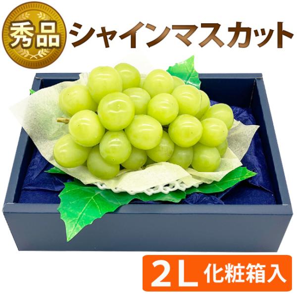 ＜7月25日頃以降のご発送＞シャインマスカット 秀品 1房 化粧箱 ２Lサイズ 450-550g前後 ぶどう ブドウ フルーツ 皮ごと食べられる