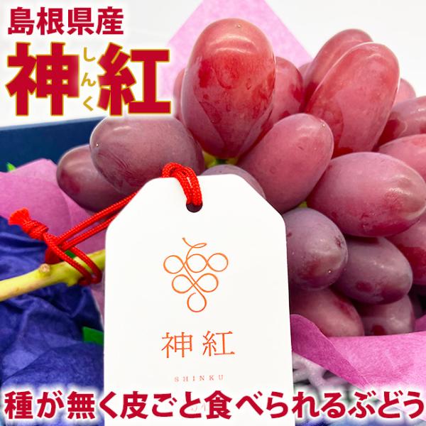 【 あす楽 即日発送 指定日不可】島根県産 ぶどう 大房「神紅 しんく」1房 化粧箱入 種無し 皮ごと食べられる 高糖度 フルーツ ぶどう ブドウ